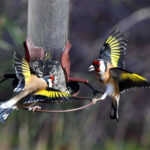 Chardonnerets élégants (Carduelis carduelis) sédentaires Chardonnerets élégants (Carduelis carduelis) sédentaires