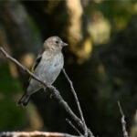 Chardonneret élégant juvénile (Carduelis carduelis) sédentaire