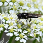 cheilosia à préciser