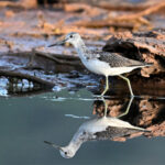 Chevalier aboyeur (Tringa nebularia) de passage Chevalier aboyeur (Tringa nebularia) de passage