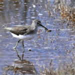 Chevalier cul-blanc (Tringa ochropus) de passage Chevalier cul-blanc (Tringa ochropus) de passage