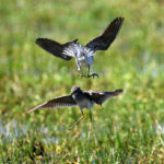 Duel