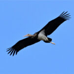 Cigogne noire (Ciconia nigra) de passage