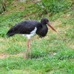 Cigogne noire (Ciconia nigra) de passage