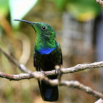 colibri falle-vert