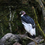 condor des Andes