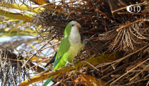 conure veuve