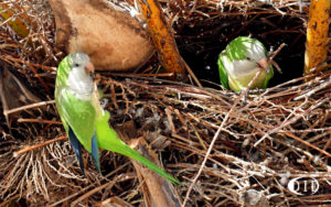 conures veuves