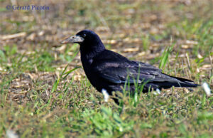 corbeau freux