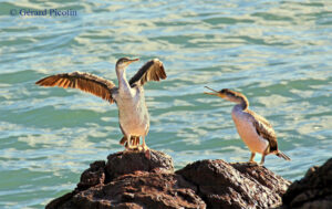 cormorans huppés