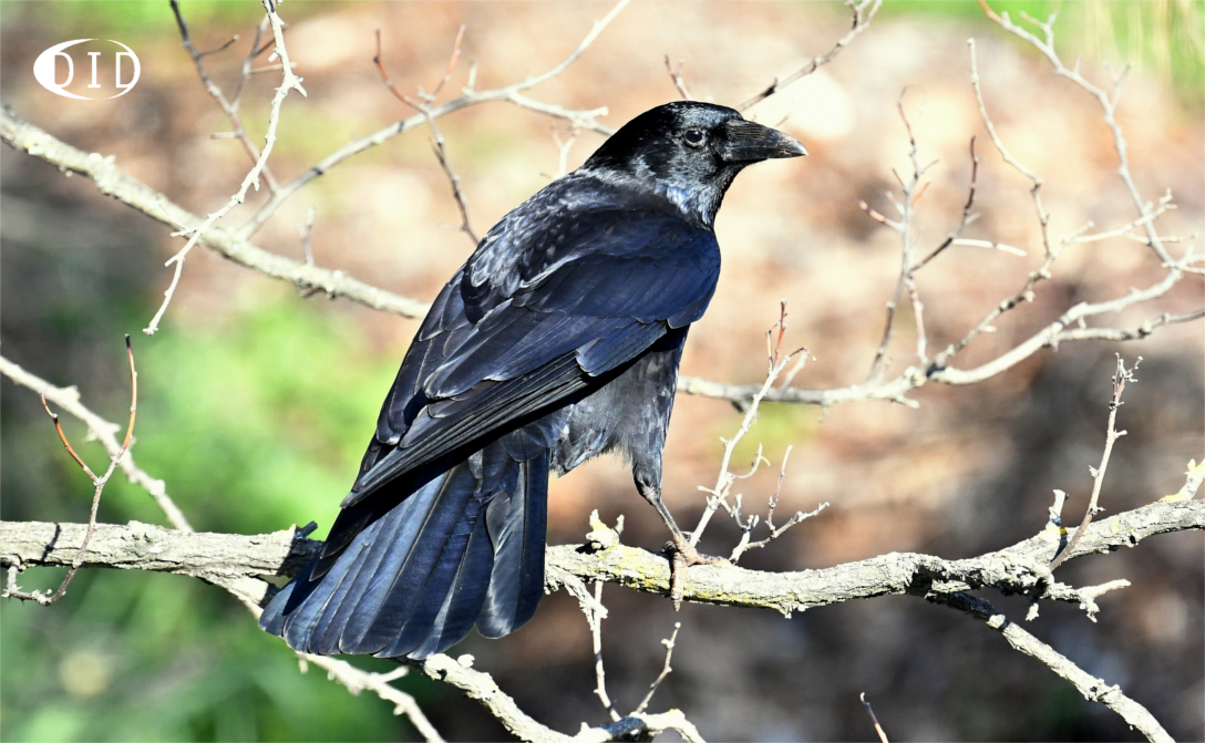 Corneille noire (Corvus corone) sédentaire