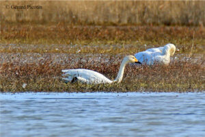 cygne de Bewick