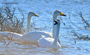 cygnes chanteurs