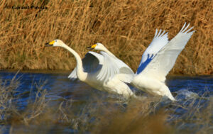 cygnes chanteurs