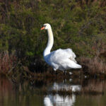 Cygne Tuberculé (Cygnus olor) nicheur