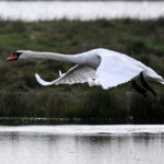 Cygne Tuberculé (Cygnus olor) nicheur