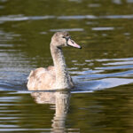 Cygne Tuberculé juvénile (Cygnus olor) nicheur