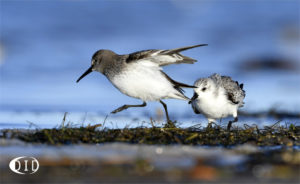 bécasseau sanderling vs bécasseau variable