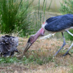 marabout vs vautour de Rüppell
