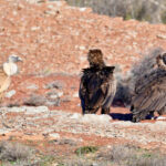 vautours fauve et moines vautours fauve et moines
