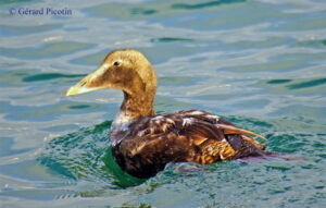 eider à duvet