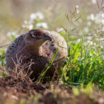 Poule faisanne de Colchide (Phasianus colchicus) sédentaire