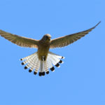 Faucon crécerelle femelle (Falco tinnunculus) sédentaire