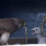 Faucons crécerelles au nid (Falco tinnunculus) sédentaires