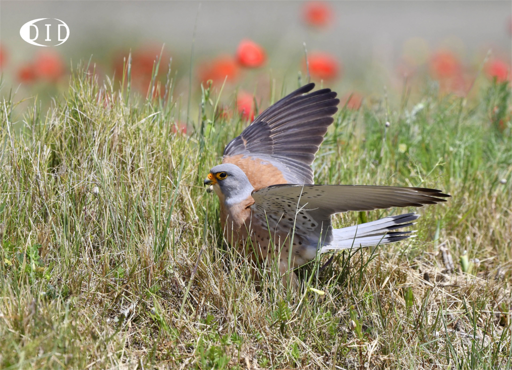 Faucon crécerellette (Falco naumanni) de passage