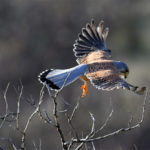 Faucon crécerelle (Falco tinnunculus) sédentaire