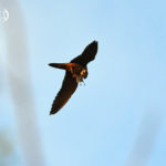 Faucon hobereau (Falco subbuteo) nicheur