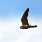 Faucon hobereau (Falco subbuteo) nicheur