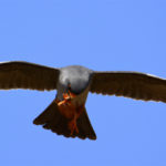 Faucon kobez (Falco vespertinus) de passage