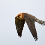 Faucon kobez femelle (Falco vespertinus) de passage