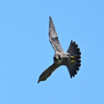 faucon pèlerin (Falco peregrinus) hivernant
