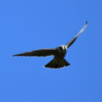 faucon pèlerin (Falco peregrinus) hivernant