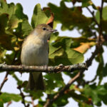 Fauvette des jardins (Sylvia borin) de passage Fauvette des jardins (Sylvia borin) de passage
