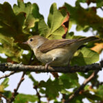 Fauvette des jardins (Sylvia borin) de passage Fauvette des jardins (Sylvia borin) de passage