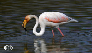 flamant rose