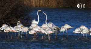 flamants roses