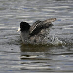Foulque macroule (Fulica atra) sédentaire Foulque macroule (Fulica atra) sédentaire
