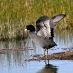 Foulque macroule (Fulica atra) sédentaire Foulque macroule (Fulica atra) sédentaire