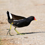 Gallinule poule d’eau (Gallinula chloropus) sédentaire