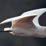 Héron gardeboeufs (Bubulcus ibis) de passage