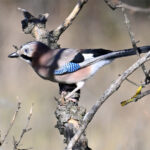 Geai des chênes (Garrulus glandarius) sédentaire Geai des chênes (Garrulus glandarius) sédentaire