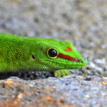 gecko géant de Madagascar