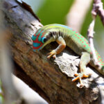 gecko orné de Maurice