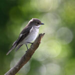 Gobemouche noir femelle (Ficedula hypoleuca) de passage