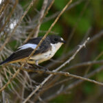 Gobemouche noir (Ficedula hypoleuca) de passage
