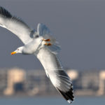 Goéland leucophée (Larus cachinnans) sédentaire